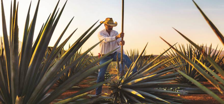 Mexikó aranya: a tequila sztorija - 1.rész: Az azték mítoszoktól az érlelésig