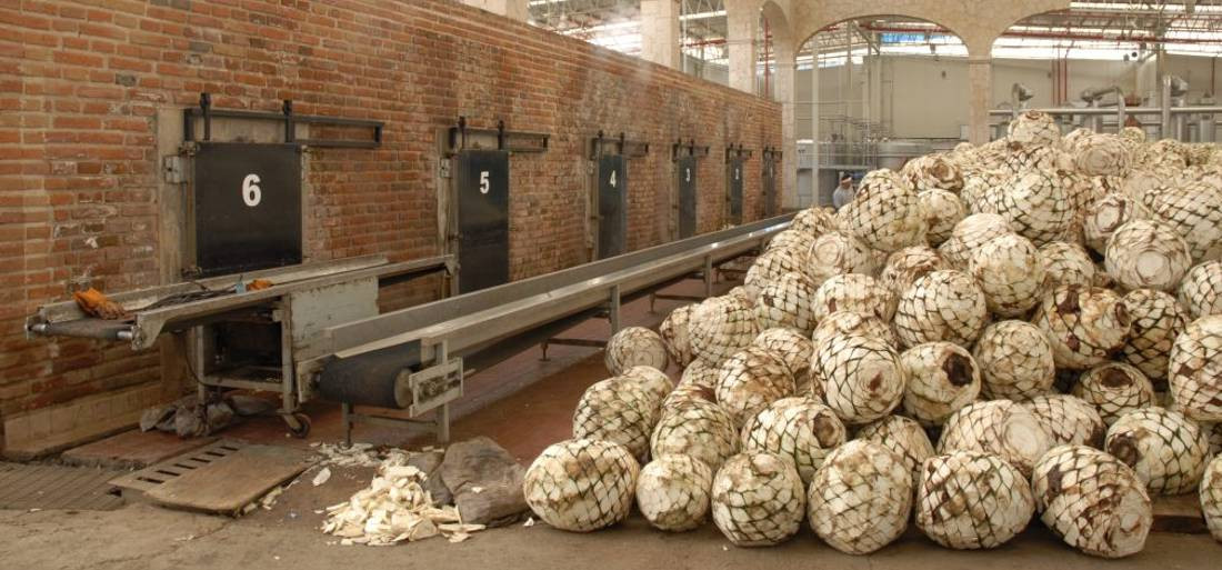 A tequilakészítés 7 lépése