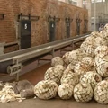 A tequilakészítés 7 lépése