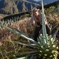 Tequila kontra mezcal – avagy gyönyörködtet-e a változatosság?
